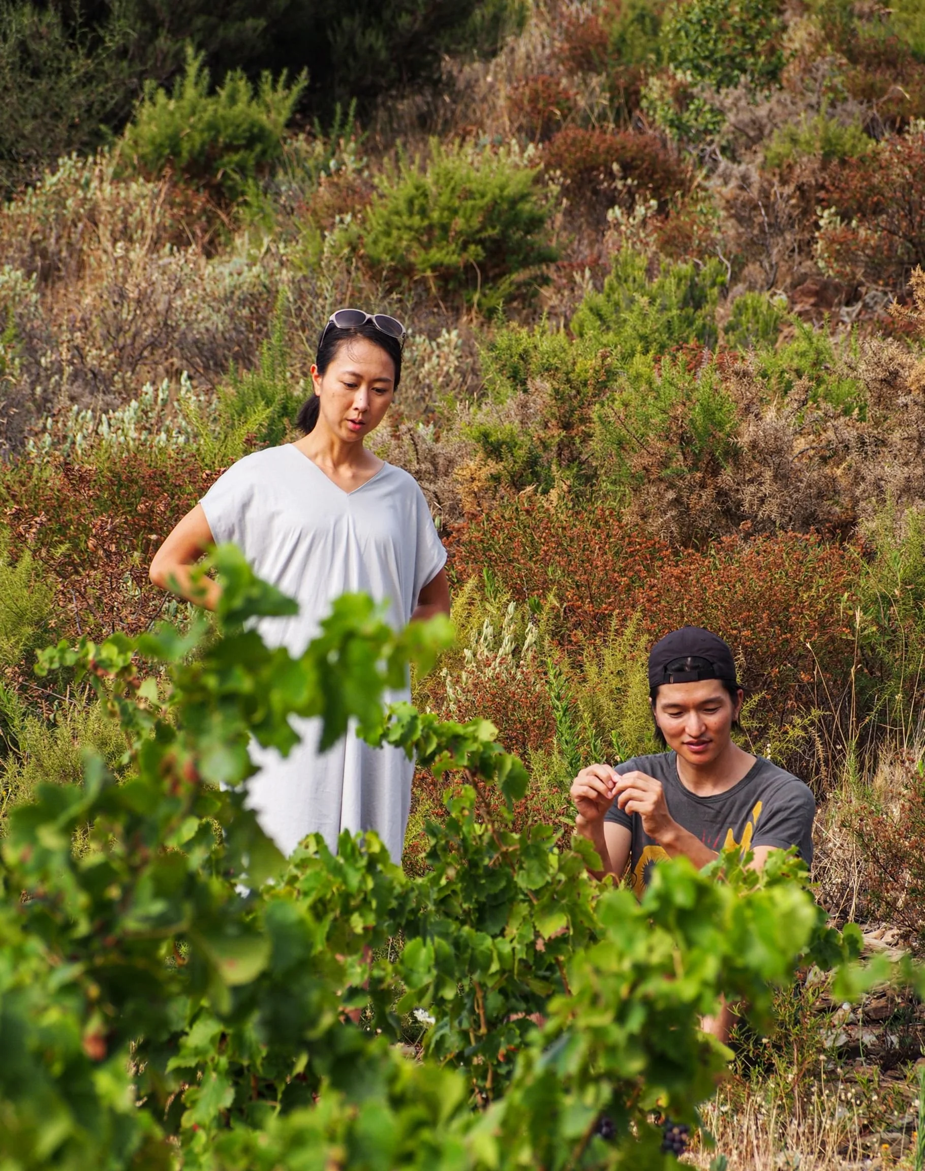 Pedres Blanques | LITTLEWINE | The knowledge platform